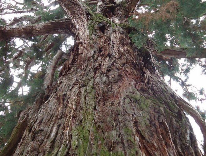arbre_sequoia